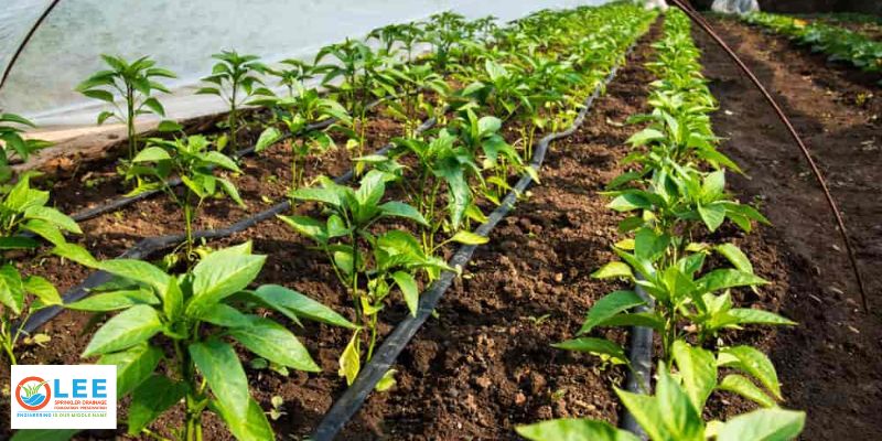 Investing in Efficiency_ 6 Ways Drip Irrigation Saves You Money